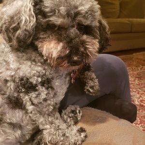 Meet your Posher, Annabelle